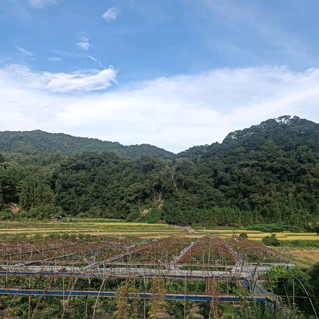 会，遇见花吗？