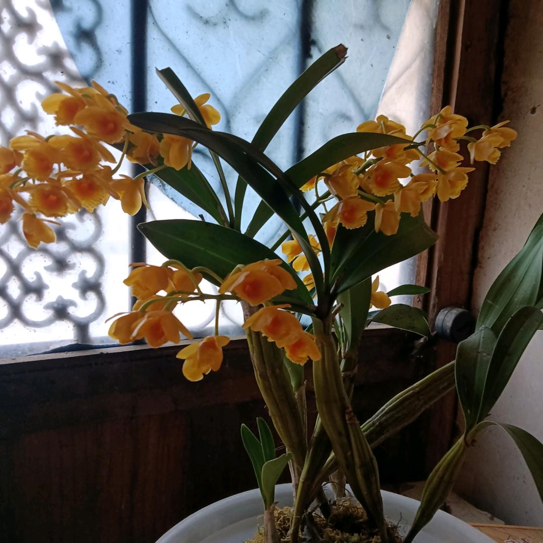 လျူ ယွန်း ပျင်ႇ