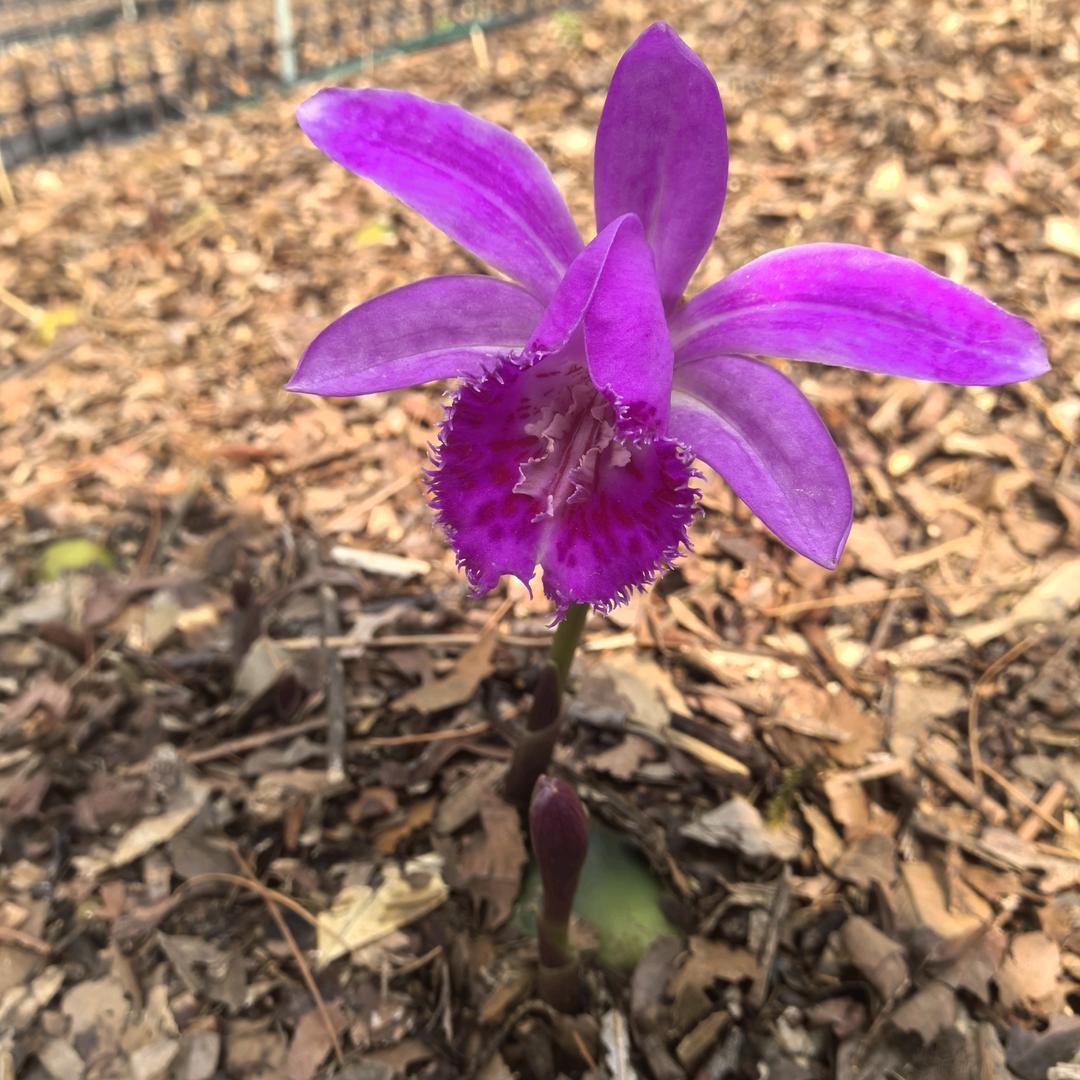 芒市叶盛农资有限公司 杨家平