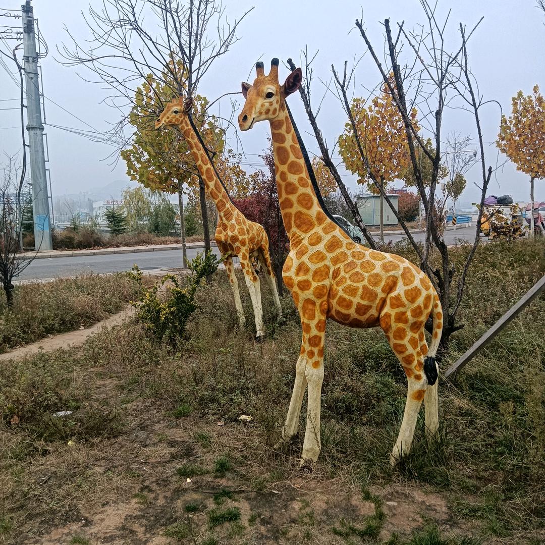 🐉凤宝宝