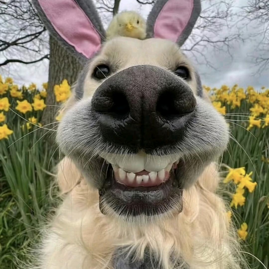 不理不理左卫门（三角洲行动）