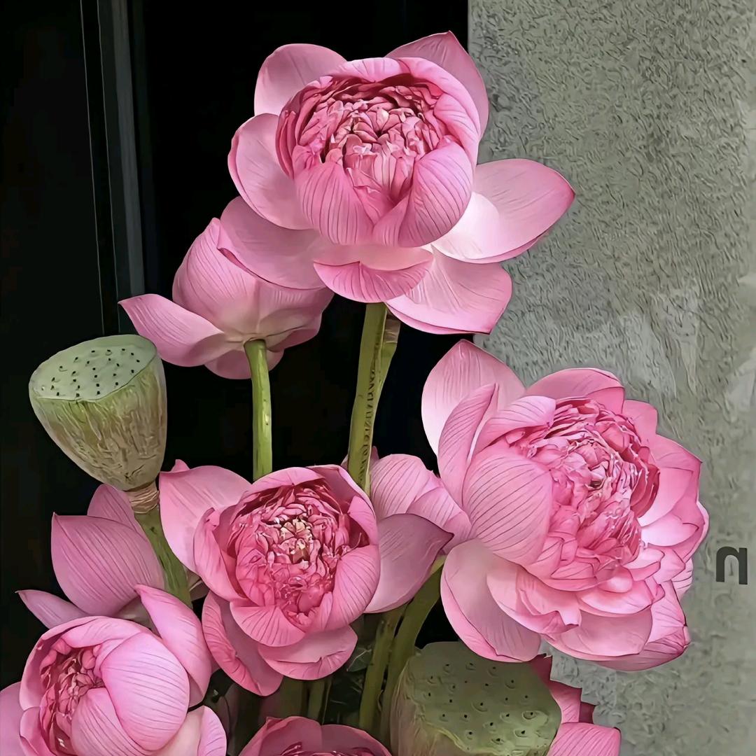 黄志英🌻