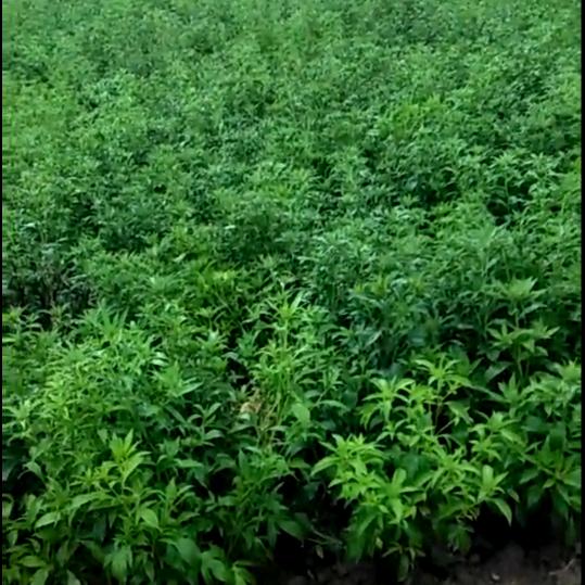 亳白芍白术牡丹种植技术与种苗老周