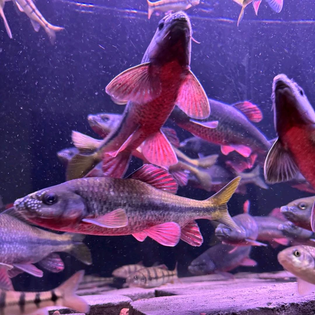 武夷山军鱼养殖场