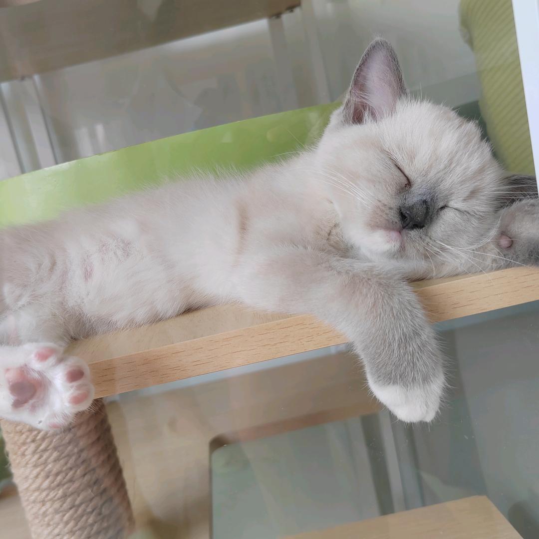 班班是只猫