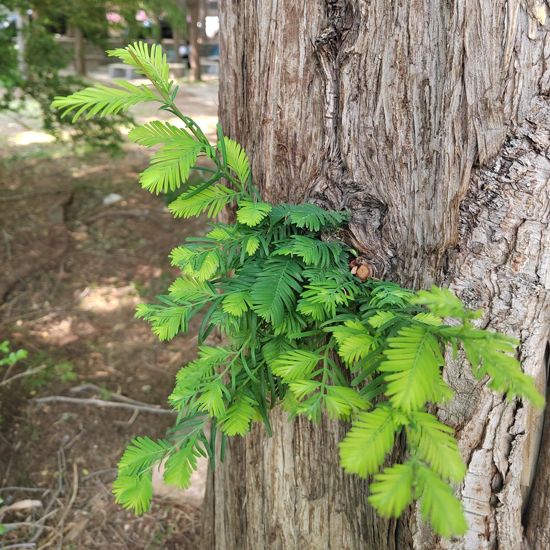 秀秀姐