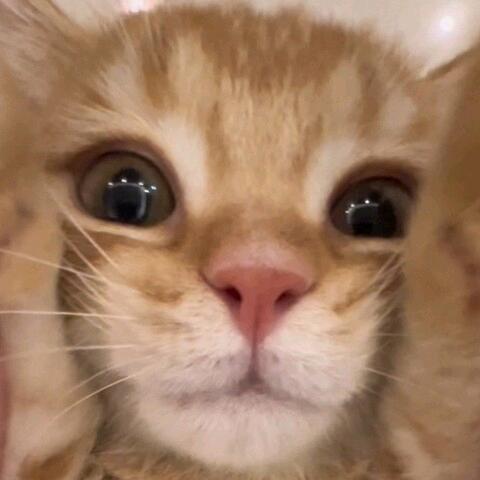 翠花小啪唧