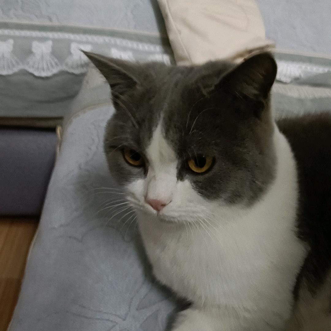 懒猫nono 【直播爆品返场】