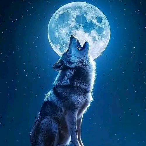 孤独的狼🐺🐺🐺