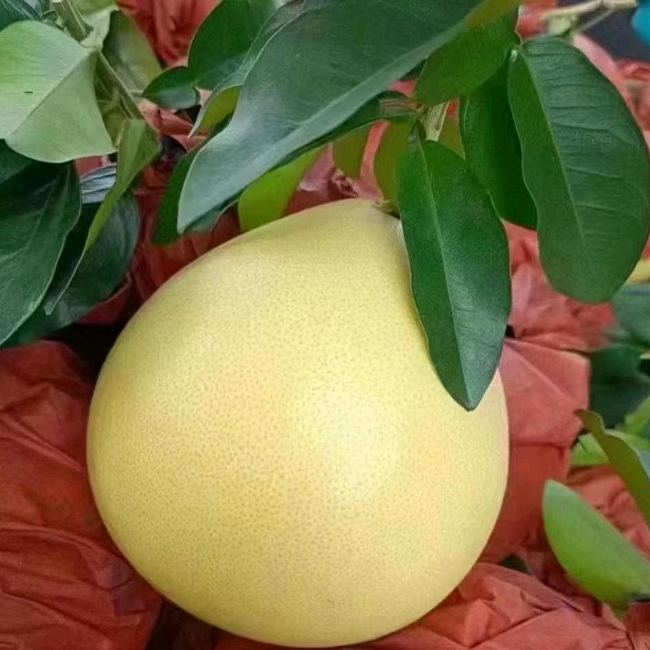 天云山金柚