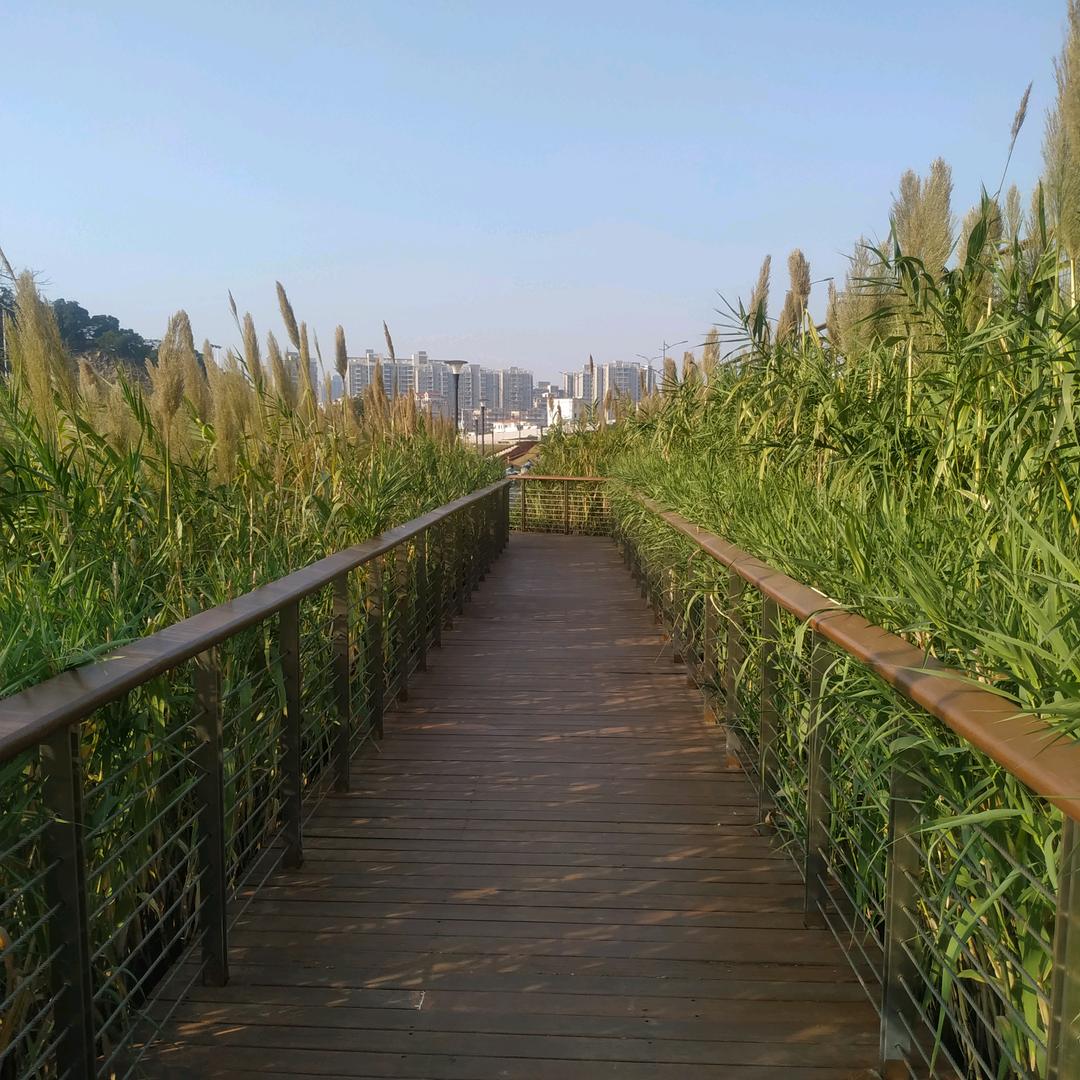 麦兜同学