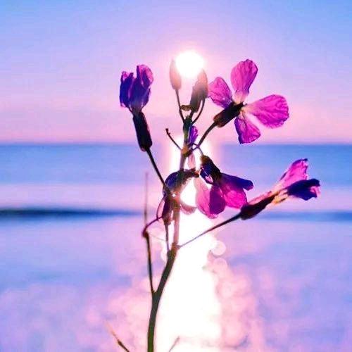 梅花