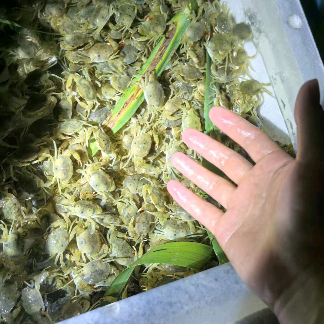 小白777青蟹苗