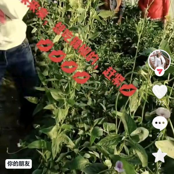 杨四姐