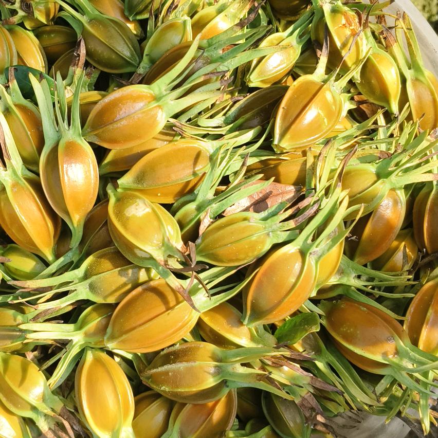 盛源种苗基地，中药材