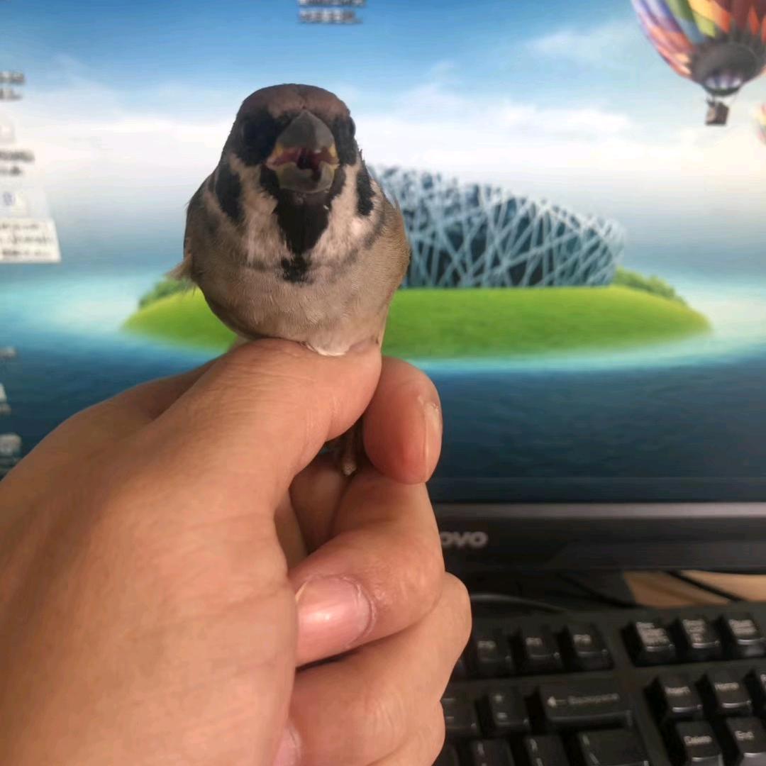 杭杭在杭
