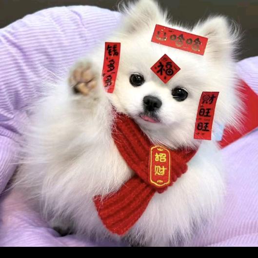 乖乖萌宠  高端博美犬