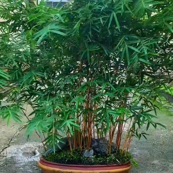 感恩的心