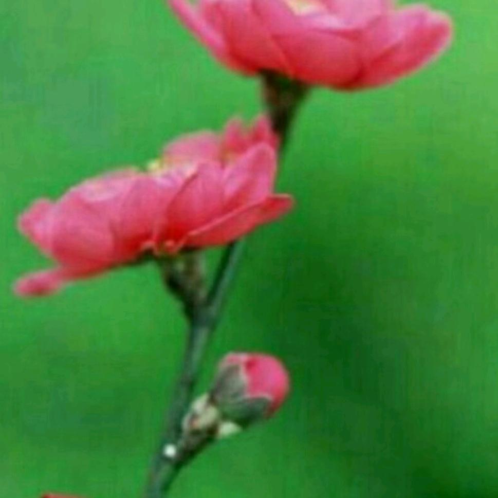 一枝寒梅