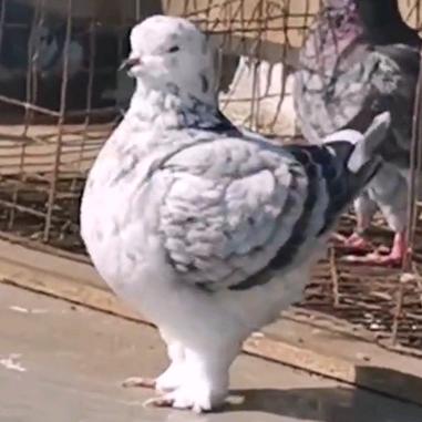 亳州圆环鸽《象腿麒麟花》