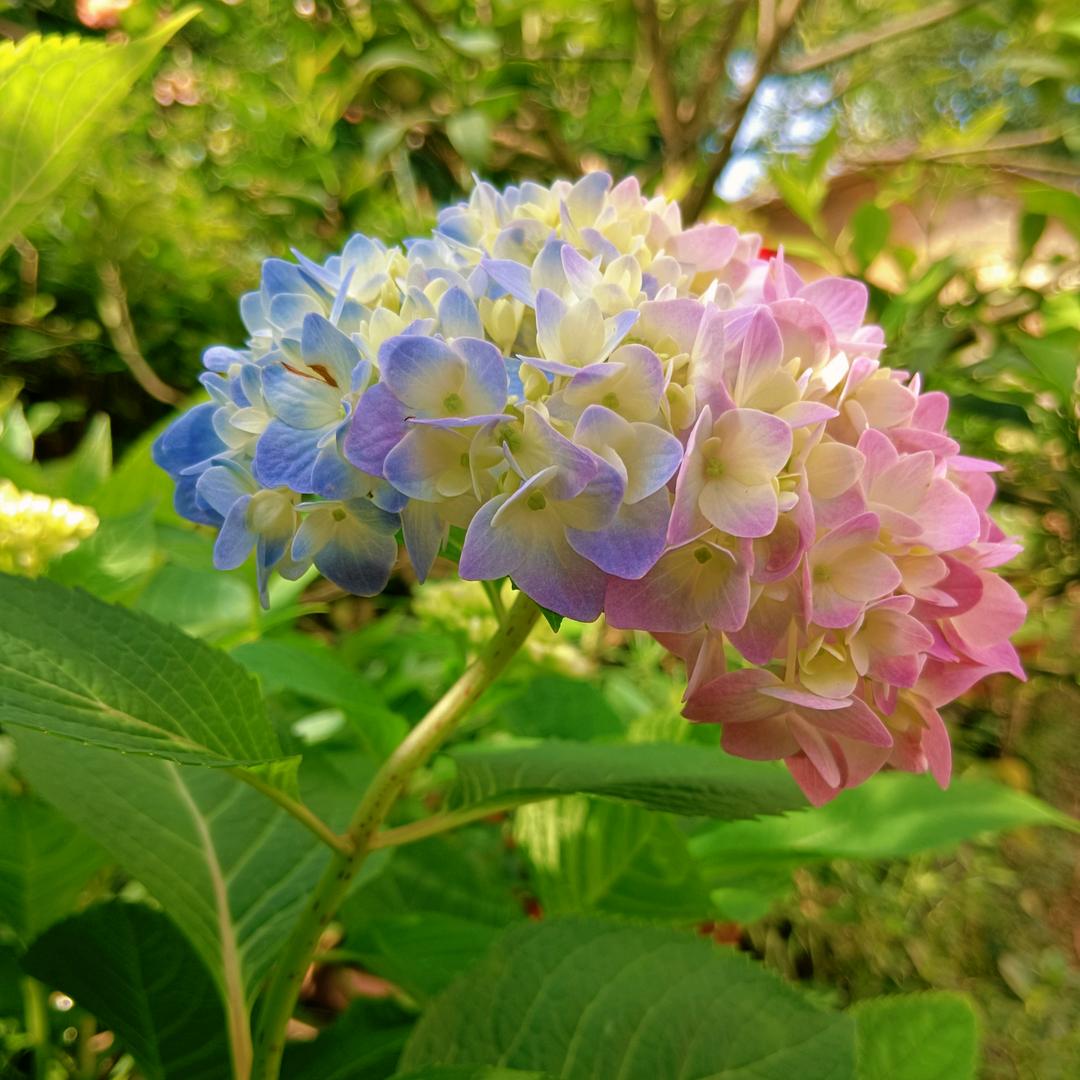 橙子