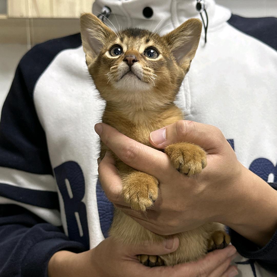 Amy(阿比西尼亚猫)