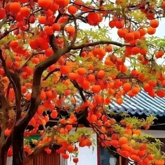 💞芳