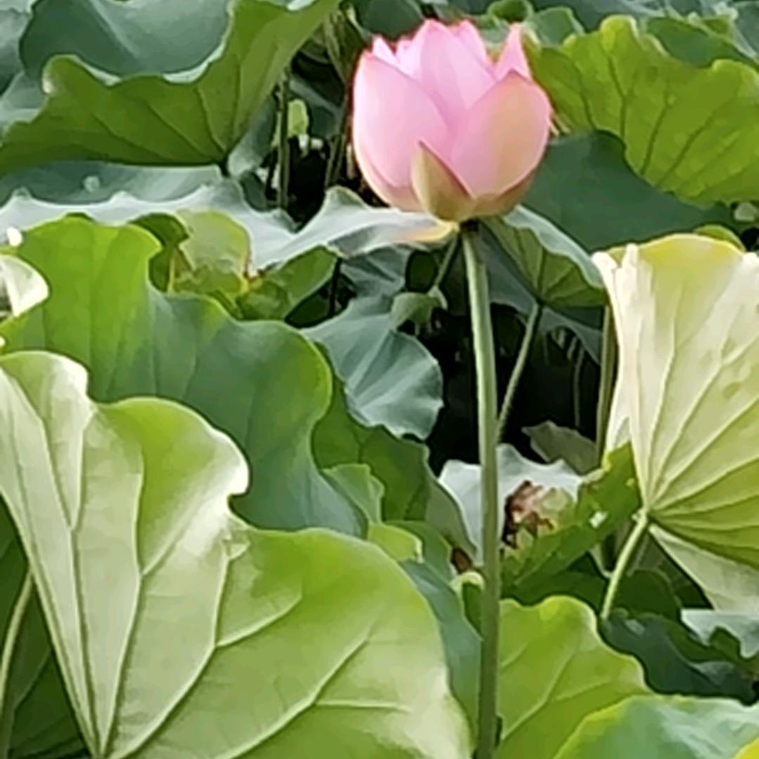 紫色玫瑰