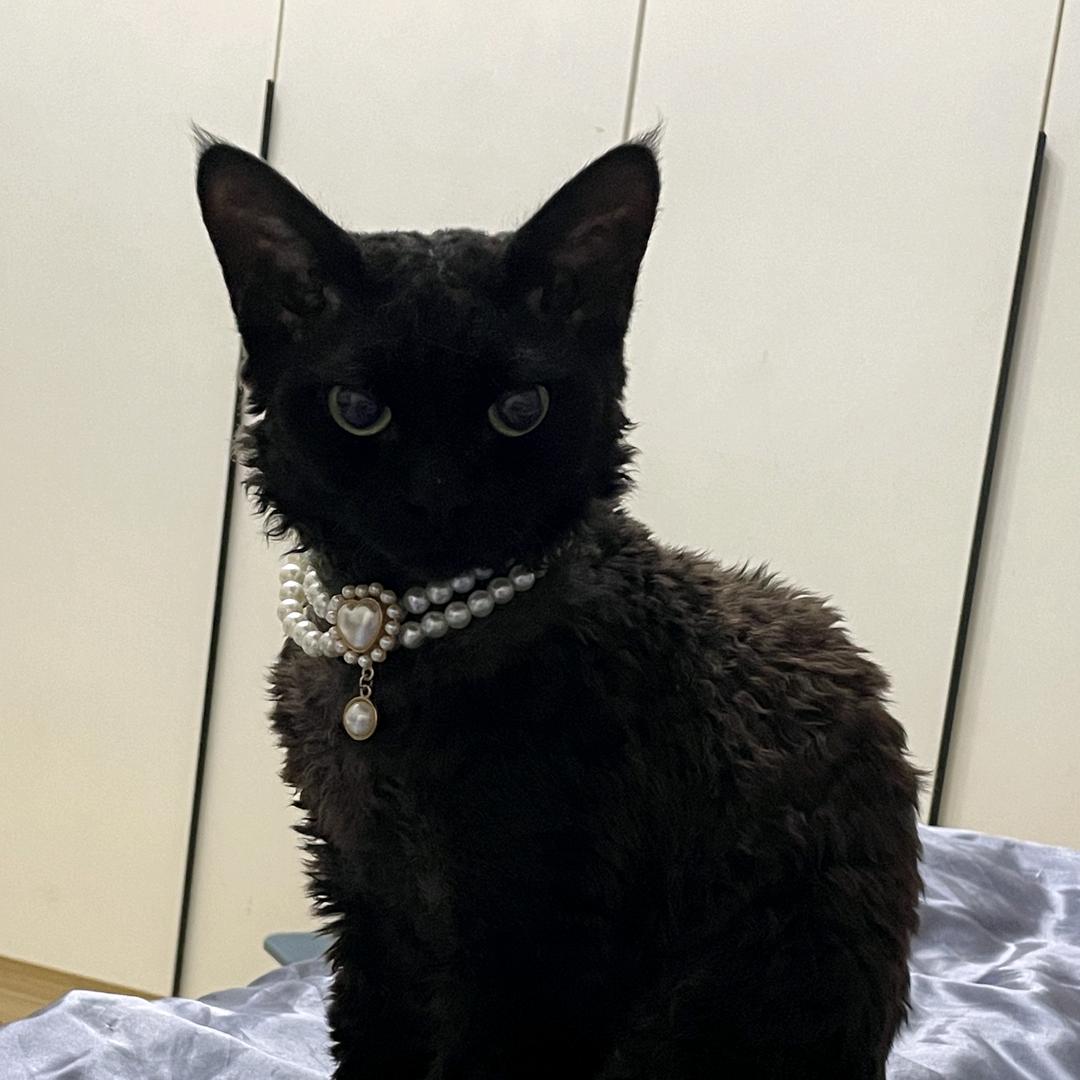 麒麟是只猫（❌ 连👍🏻）