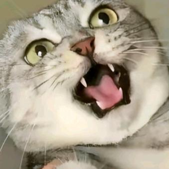 纯欲小香猪OvO