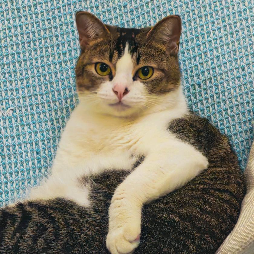 AA批发蟹黄堡：谢狗剩