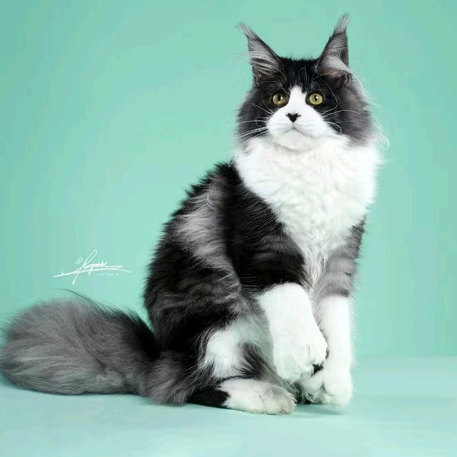 维宠有嘉金鹰店