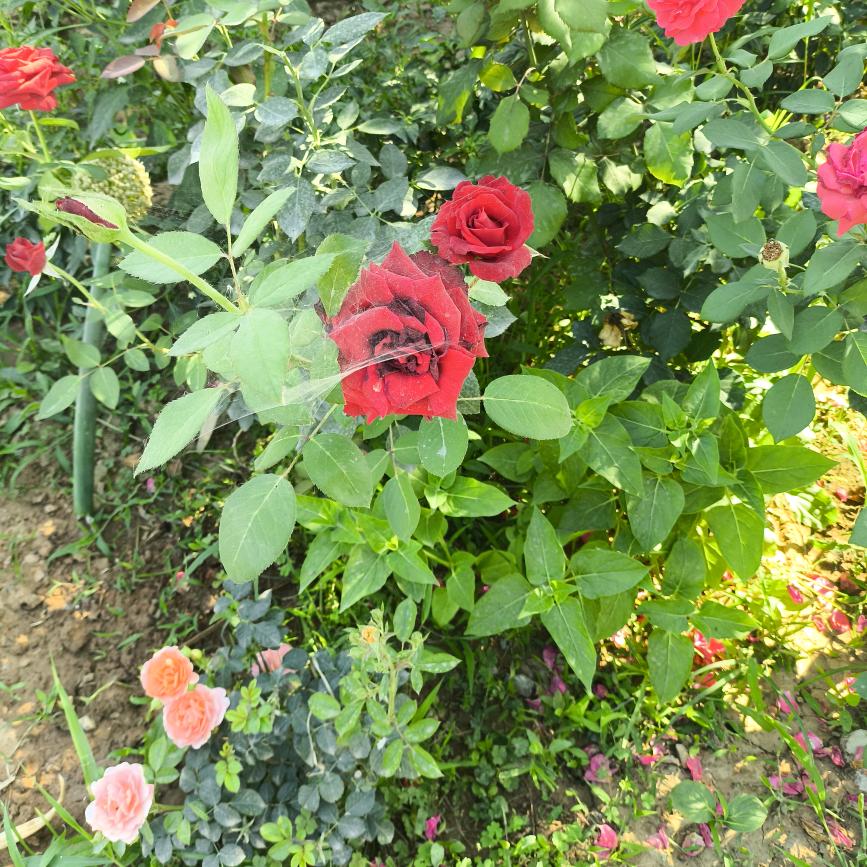 像风像雨又像雾