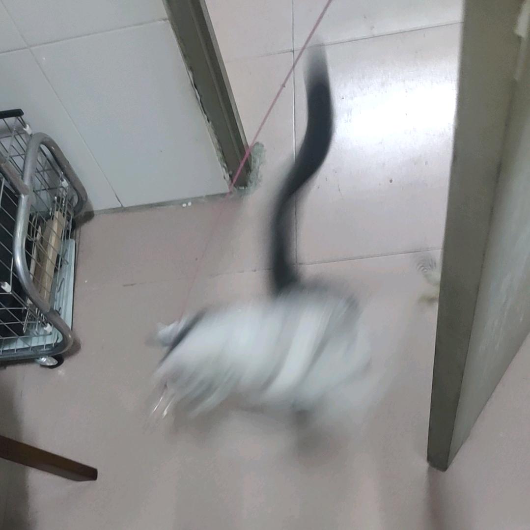 抱抱是超可爱小猫