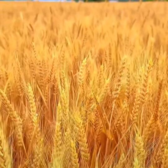 ꒰ঌ梦想成真꒰ঌ