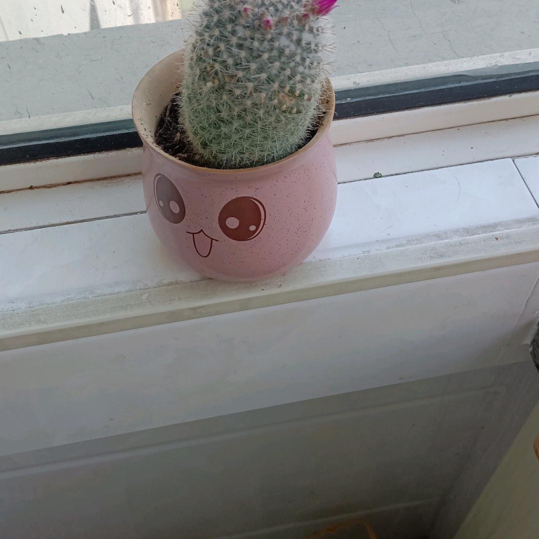 木槿