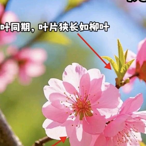 放飞自我240033719