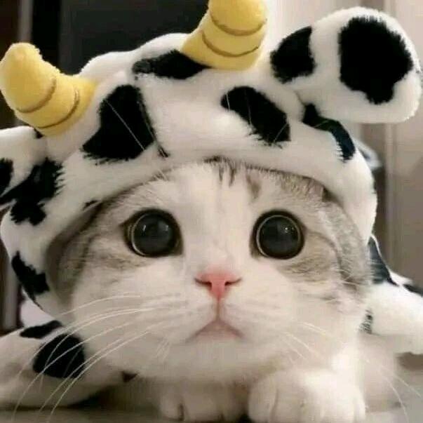 小草莓🍓(˵¯͒〰¯͒˵)