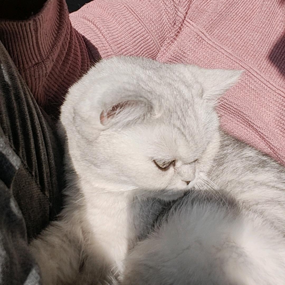 裳咏素年