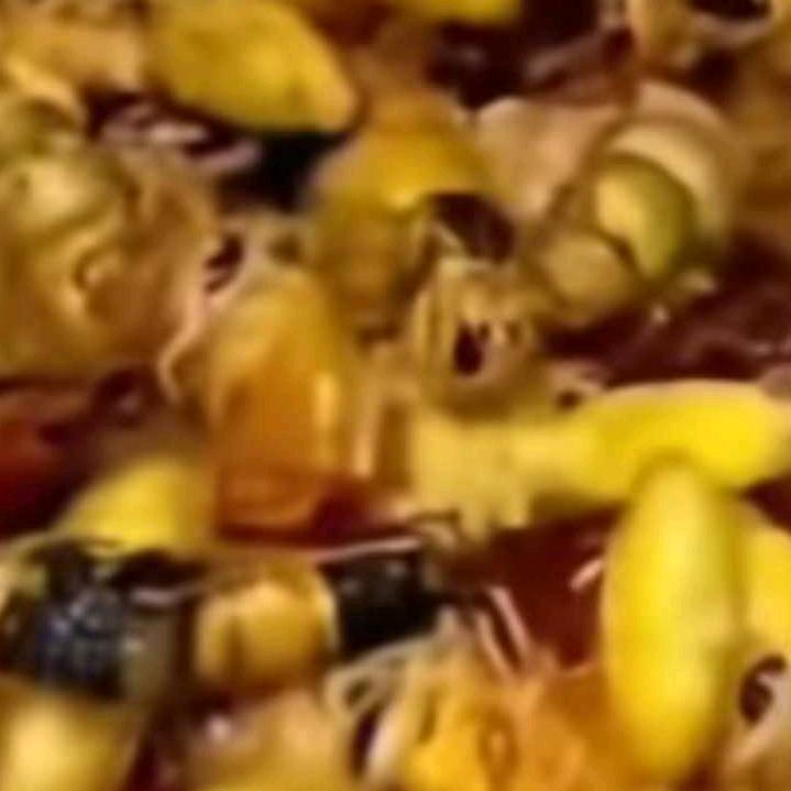 土家族土黄蜂蜜