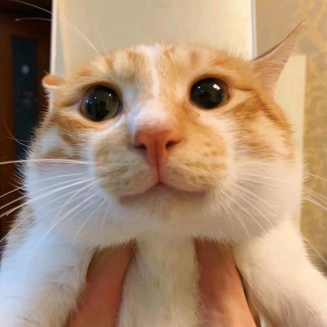 噜噜噜