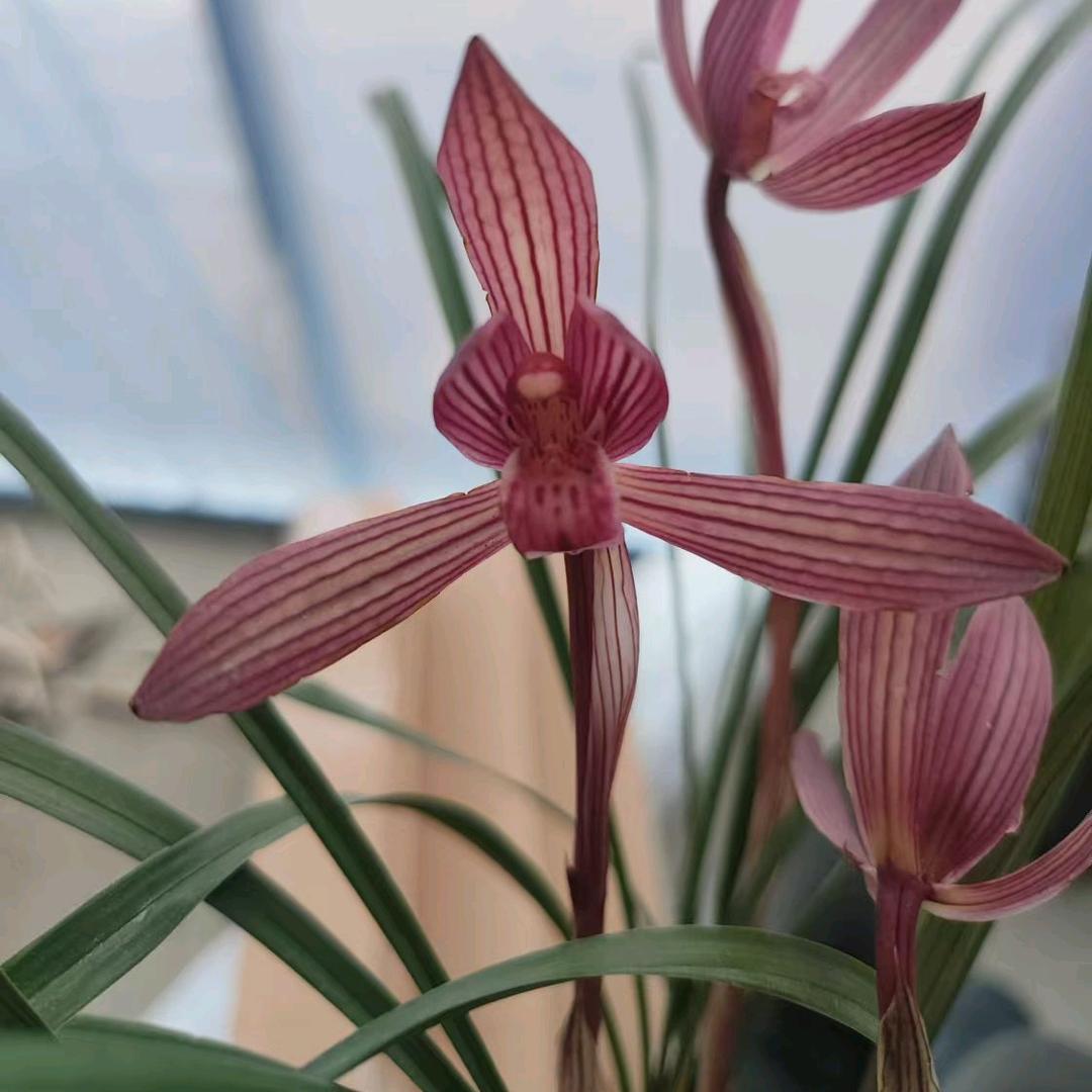 铭馨兰舍-兰知道