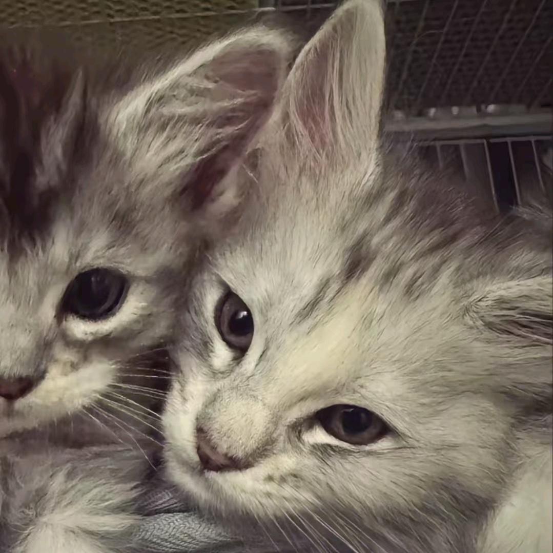 隙渝的鱼（拥有781m4版