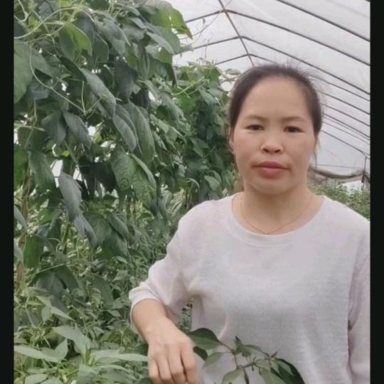 芦溪小刘农资店