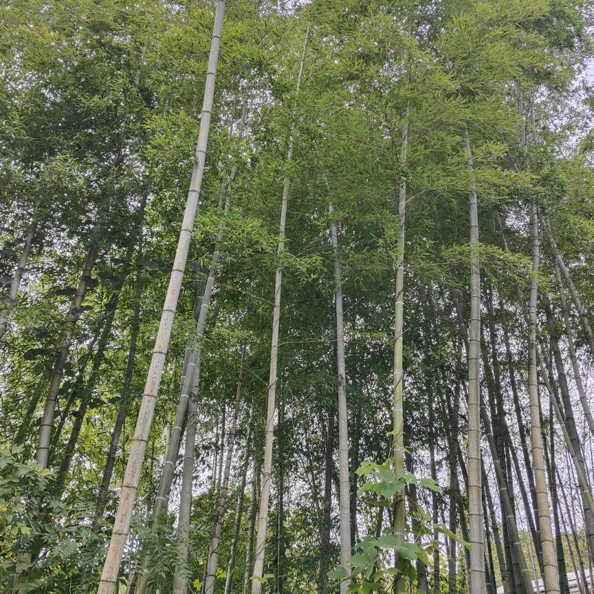 余生安好