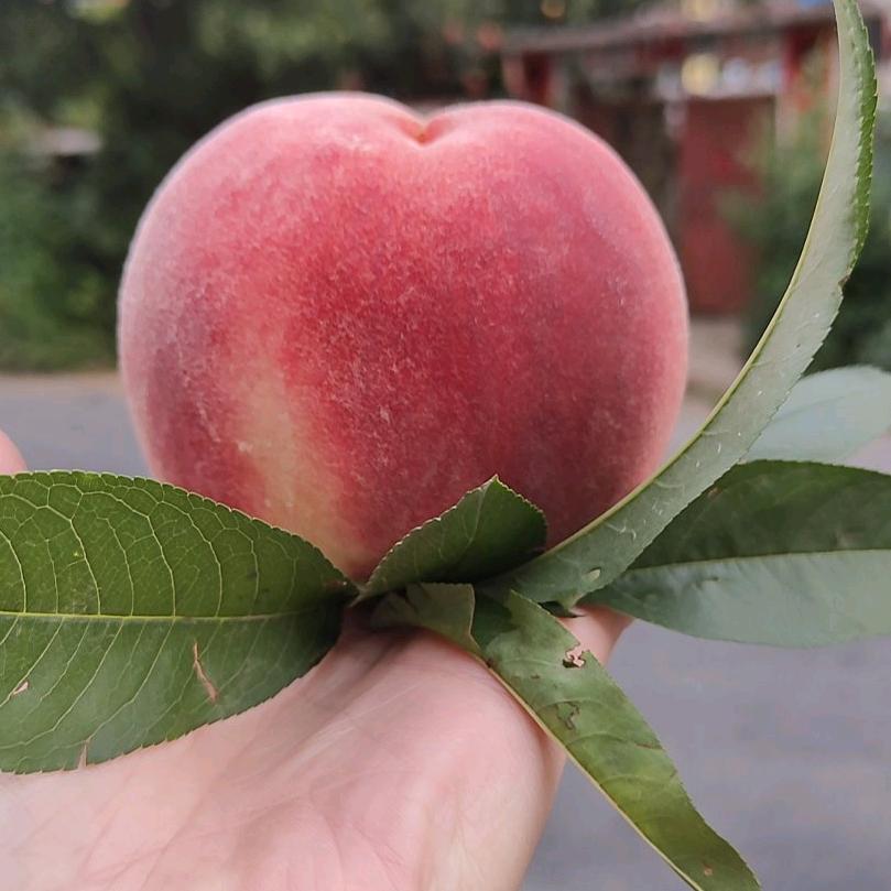 万盼水果种植农场（个体