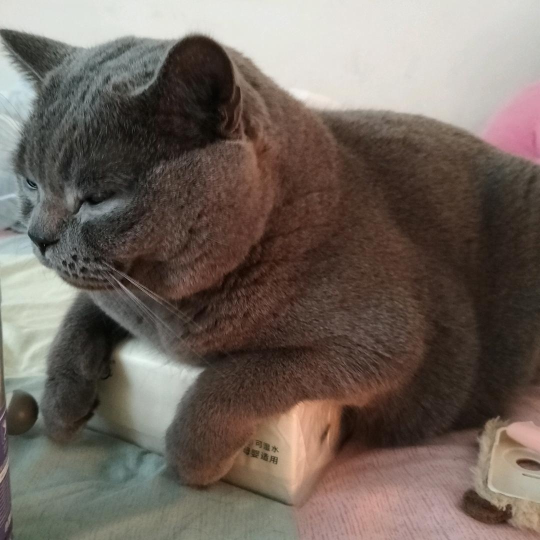 猫猫