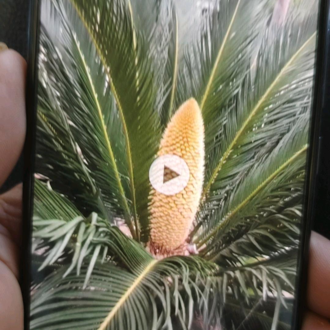 游子回头也不傻