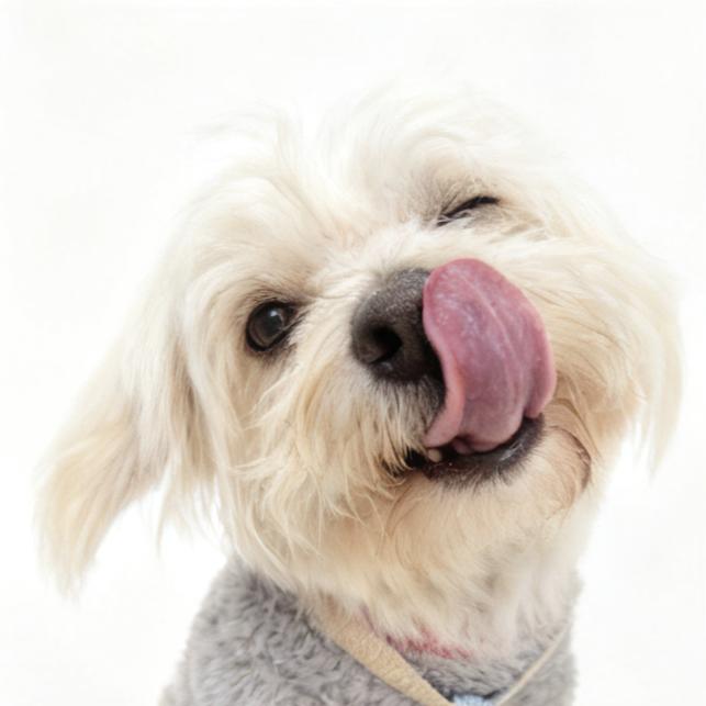 小狗天天都开心