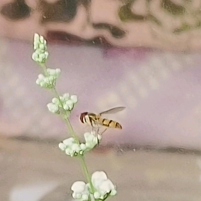 思远王秀芝